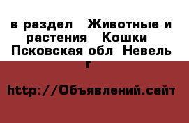  в раздел : Животные и растения » Кошки . Псковская обл.,Невель г.